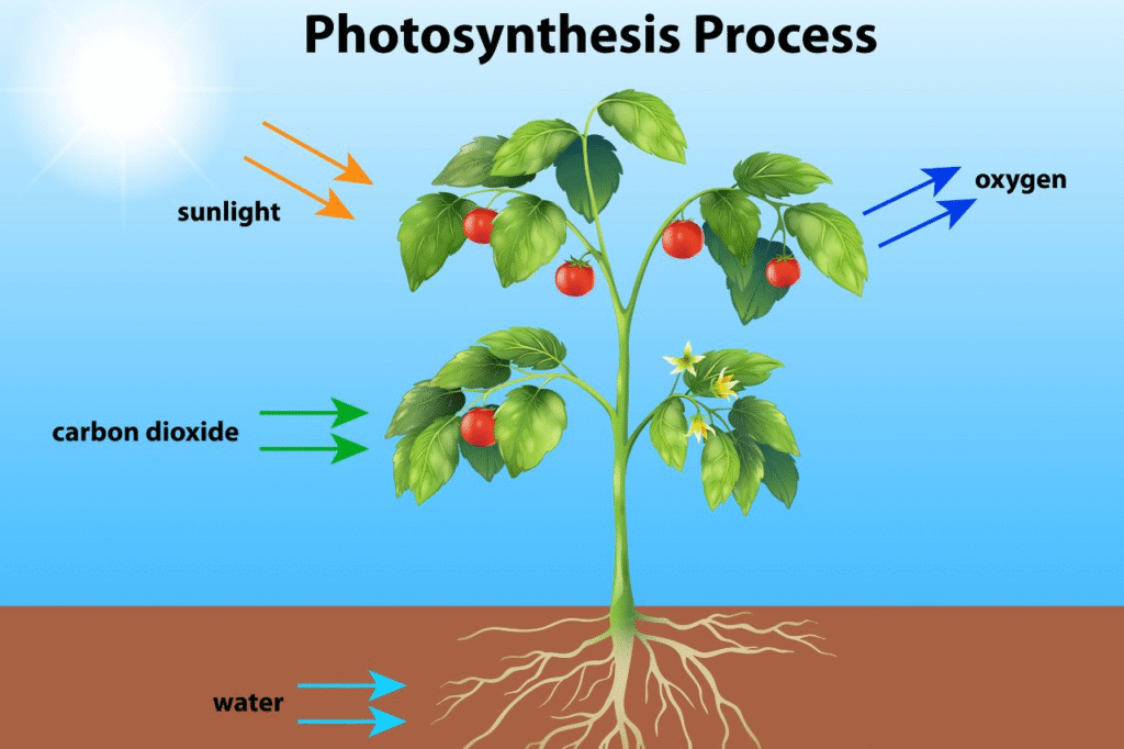 উদ্ভিদের সালোকসংশ্লেষ প্রশ্নোত্তর |Photosynthesis Questions and Answers PDF