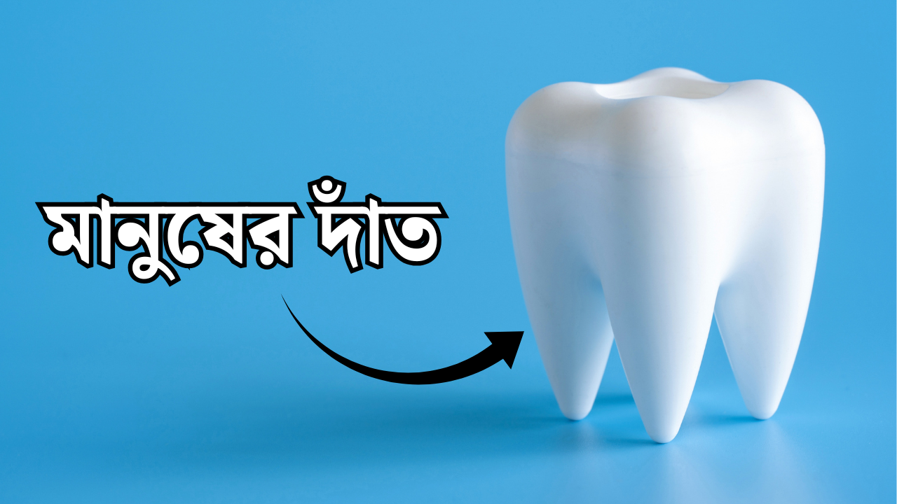 দাঁতের বিভিন্ন প্রকার তালিকা | Types of Teeth and Their Functions দাঁতের বিভিন্ন প্রকার তালিকা | Types of Teeth and Their Functions